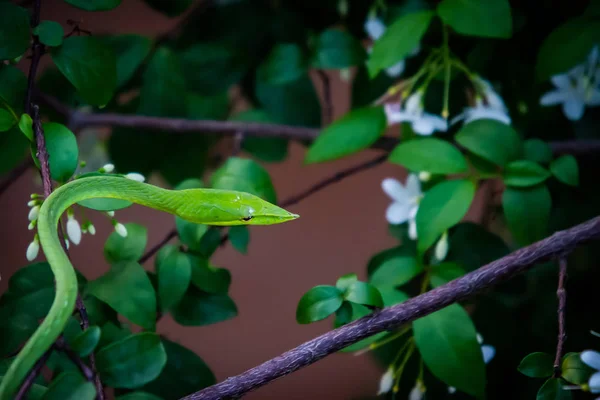 Snake, green snake op de boom — Stockfoto