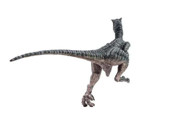 흰 바탕에 있는 공룡인 벨로 키 랍토르 — 스톡 사진