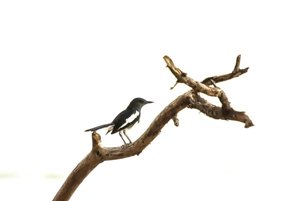 Oryantal Saksağan Robin güzel kuş, — Stok fotoğraf