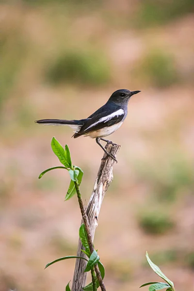 Orientální Magpie Robin krásný pták, — Stock fotografie