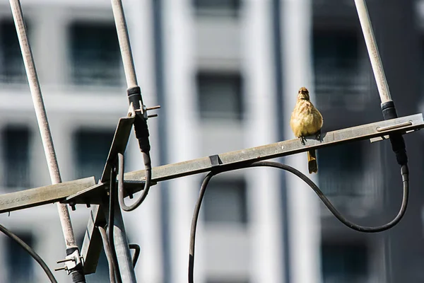 Os pássaros estão na antena. . — Fotografia de Stock