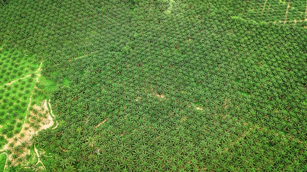 Vue Aérienne Paysage Palmier Krabi Thaïlande — Photo