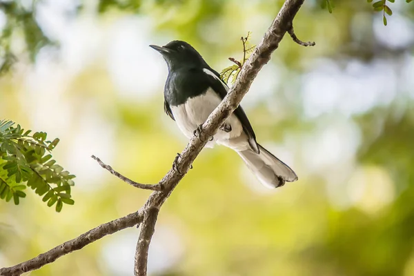 Orientální Magpie Robin krásný pták, — Stock fotografie