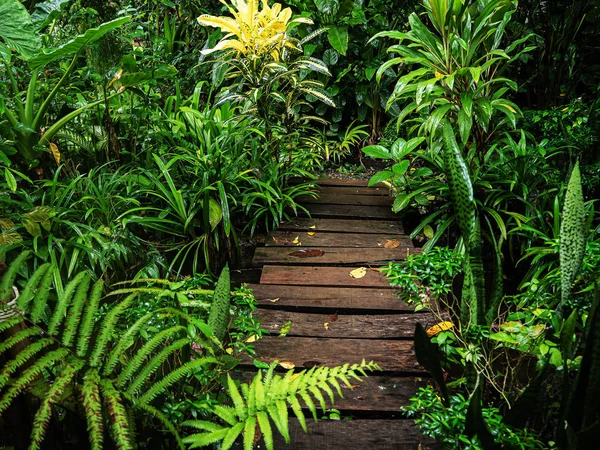 O caminho no jardim é revigorante . — Fotografia de Stock