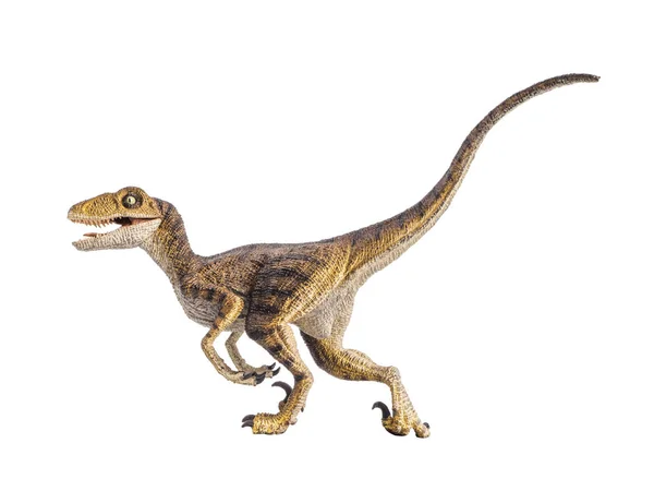 Dinozaur velociraptor na białym tle — Zdjęcie stockowe