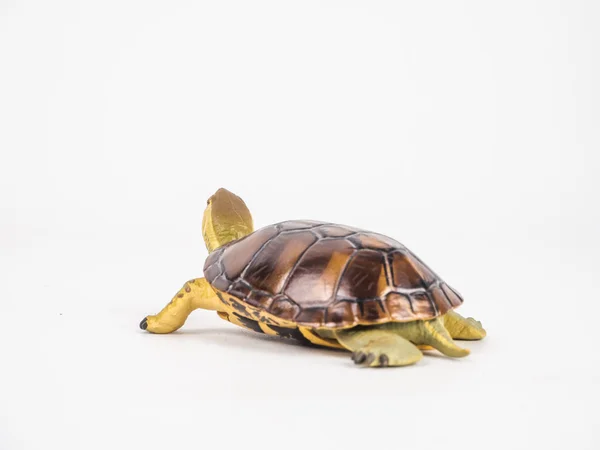 Tortue sur fond blanc — Photo