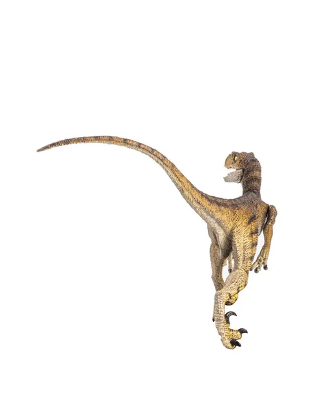 Velociraptor dinoszaurusz fehér alapon — Stock Fotó