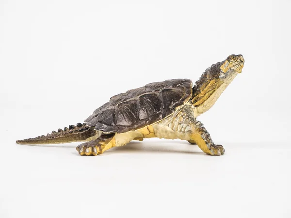 Sköldpadda på vit bakgrund — Stockfoto