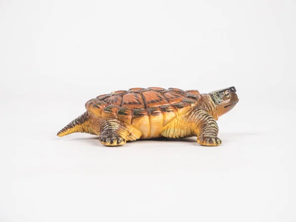 Sköldpadda på vit bakgrund — Stockfoto