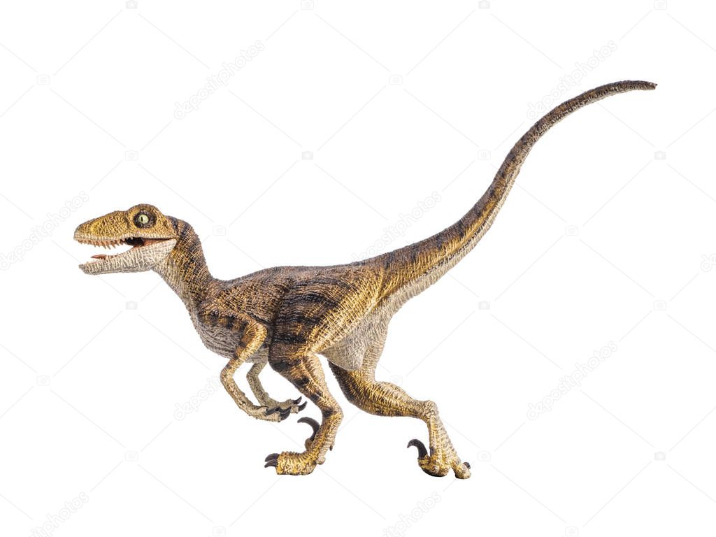 Velociraptor Dinosaur on white background