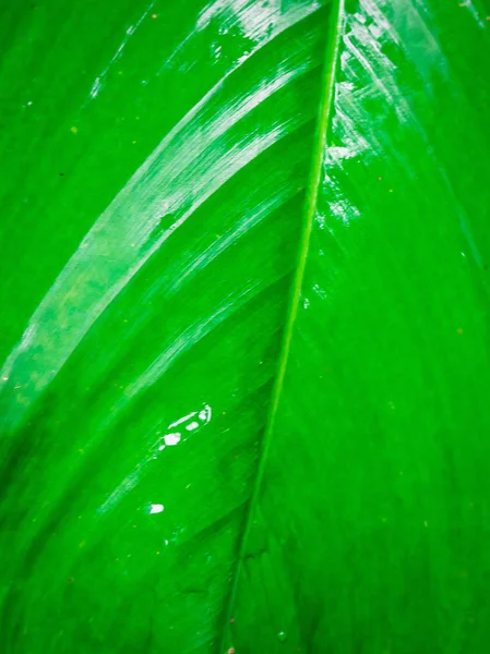 Closeup of green leaves — Stock Photo, Image