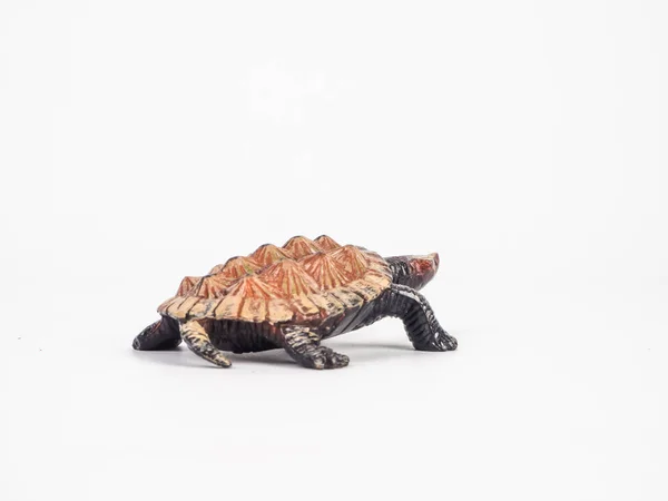 Turtle on white background — Stock Photo, Image