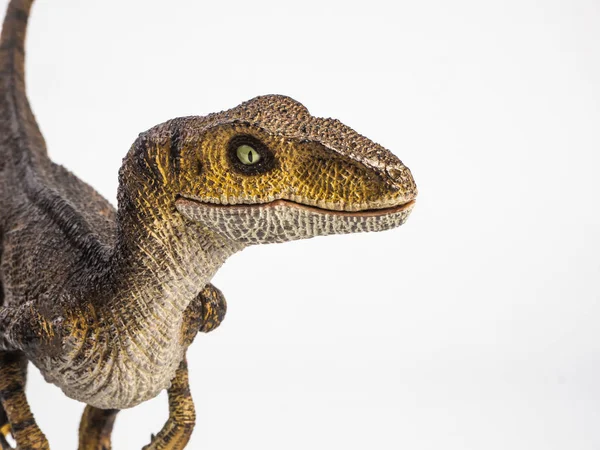 Dinosauro velociraptor su sfondo bianco — Foto Stock