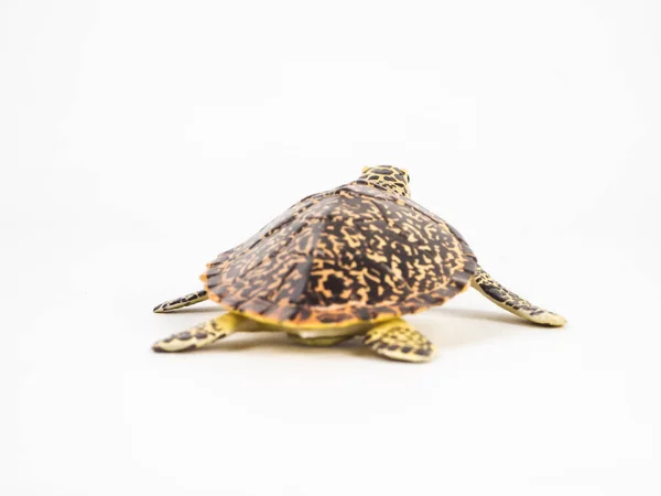 Beyaz zemin üzerinde kaplumbağa — Stok fotoğraf