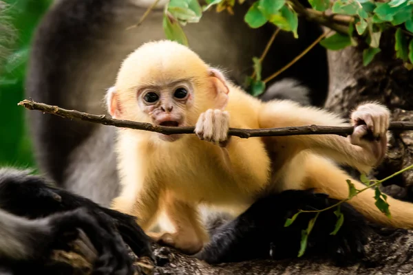 Dusky Leaf Monkey na Tailândia — Fotografia de Stock