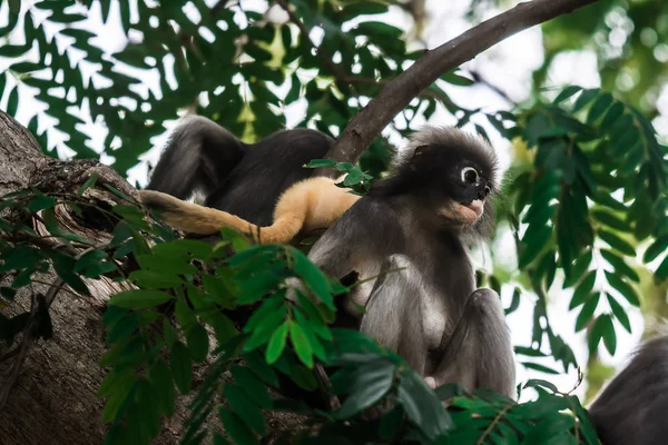 Dusky Leaf Monkey na Tailândia — Fotografia de Stock