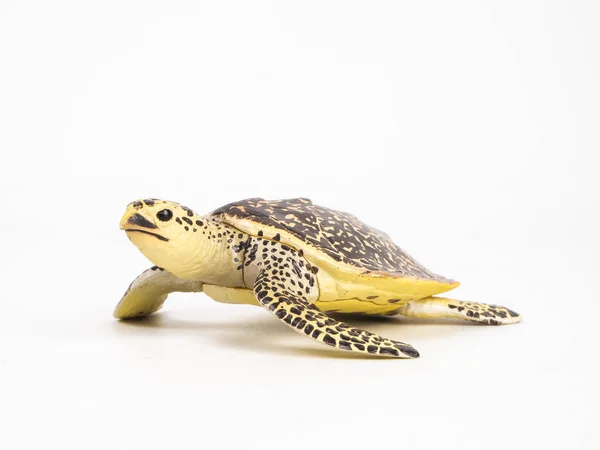 흰 배경에 있는 거북 — 스톡 사진