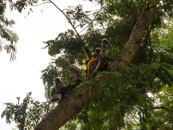 나무에 연분홍 잎 원숭이 — 스톡 사진