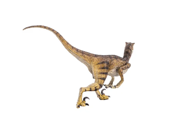 Δεινόσαυρος velociraptor σε λευκό φόντο — Φωτογραφία Αρχείου