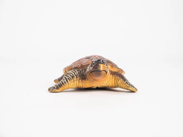 Tortue sur fond blanc — Photo