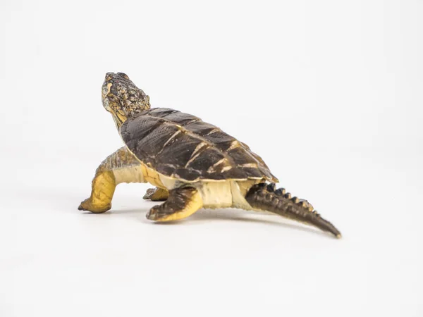 Schildpad op witte achtergrond — Stockfoto