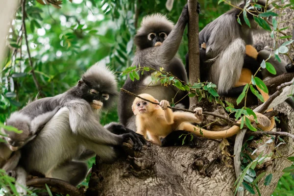 Dusky Leaf Monkey na Tailândia — Fotografia de Stock