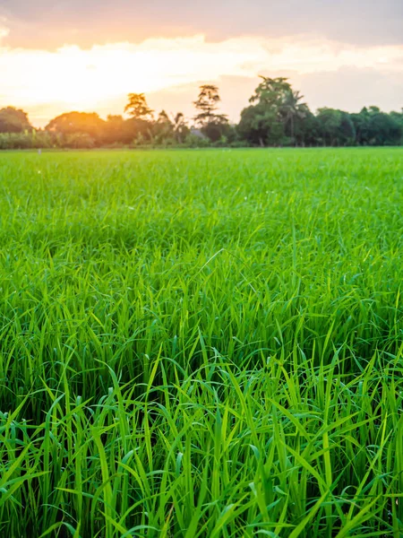 Paisaje de suset con campos verdes — Foto de Stock