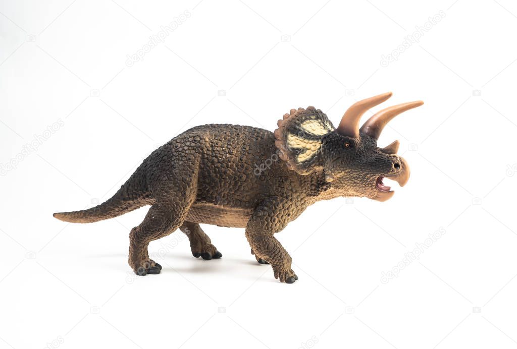 Triceratops  Dinosaur on white background