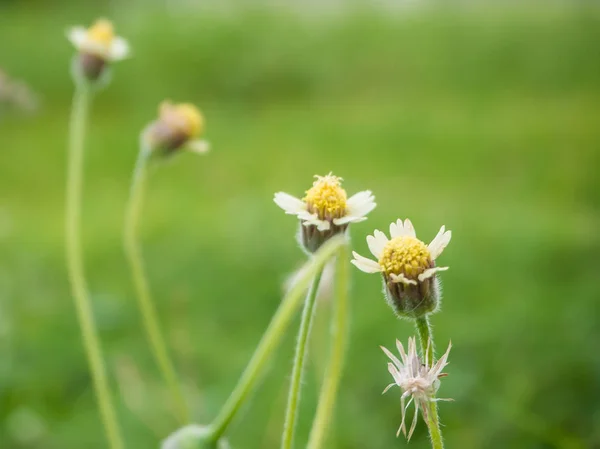 Primer plano de flores en el borde de la carretera, fondo verde — Foto de Stock