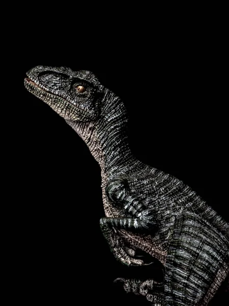 Velociraptor Dinosaur on black  background — Stock Photo, Image