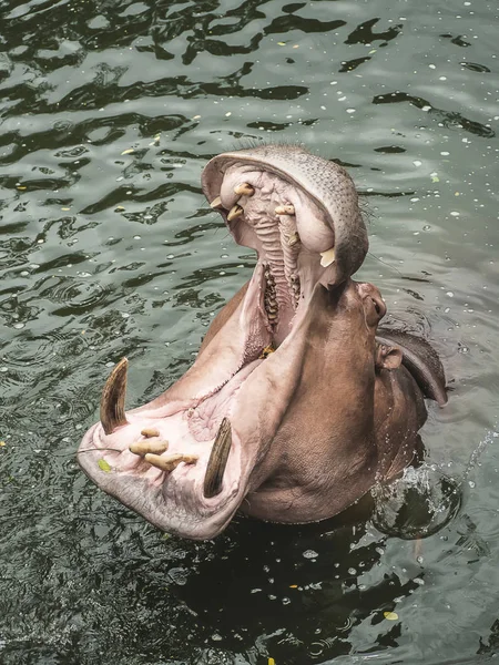 水の中のカバ — ストック写真