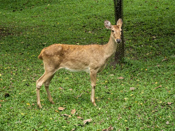 Крупный план олень Эльда или бровяной олень (Rucervus eldii thamin — стоковое фото