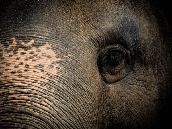 Closeup Old elephant in Thailand sanctuary — Stock Photo, Image