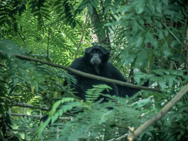 Gibbon na árvore — Fotografia de Stock