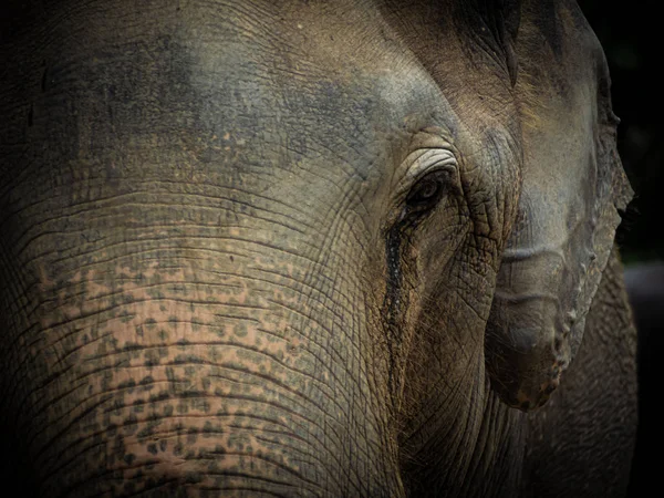 Крупный план Старый слон в Таиланде святилище — стоковое фото