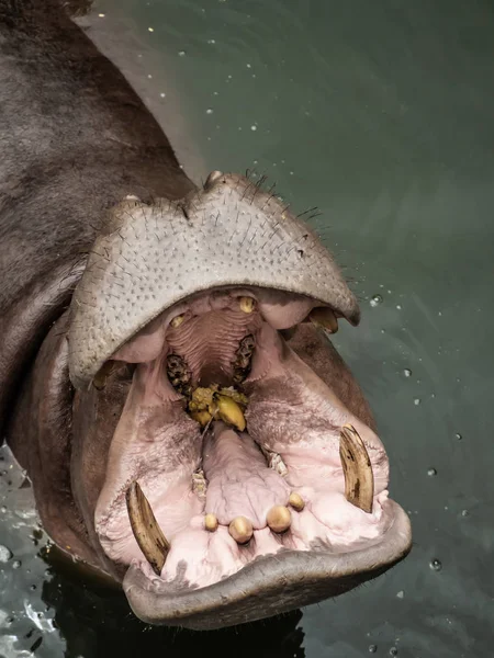 Un hippopotame dans l'eau — Photo
