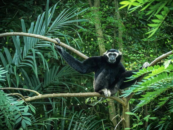 Gibbon on the tree — Stock Photo, Image