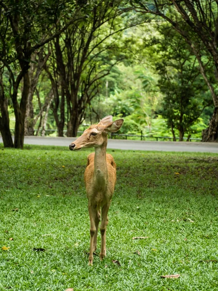 Close-up Eld's deer or Brow-antlered deer (Rucervus eldii thamin — Stock Photo, Image