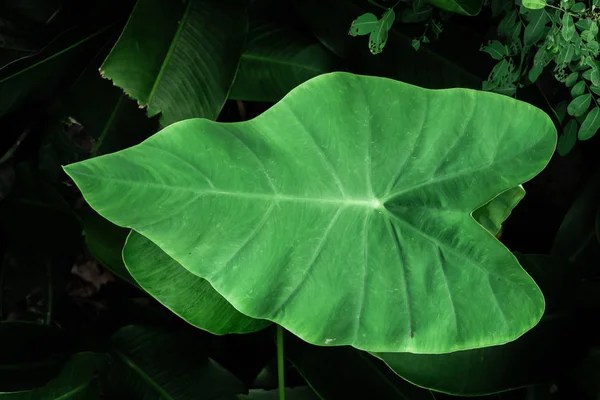Зеленый лист абстрактный фон — стоковое фото