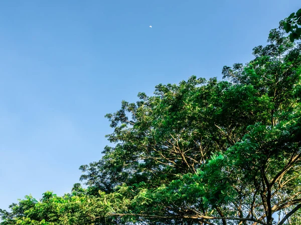 Дерево с голубым небом — стоковое фото