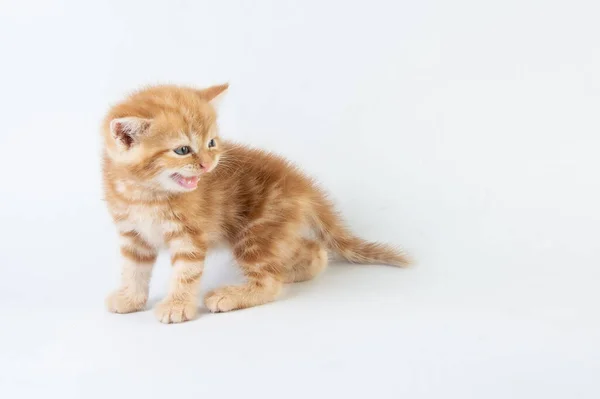 猫赤ちゃんの足袋 子猫かわいい美女 — ストック写真