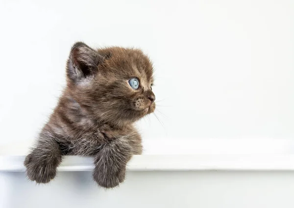 Beyaz Arka Planda Kedi Yavrusu Tekir Kedicik Şirin Güzellik — Stok fotoğraf