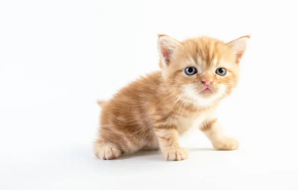 猫赤ちゃんの足袋 子猫かわいい美女 — ストック写真