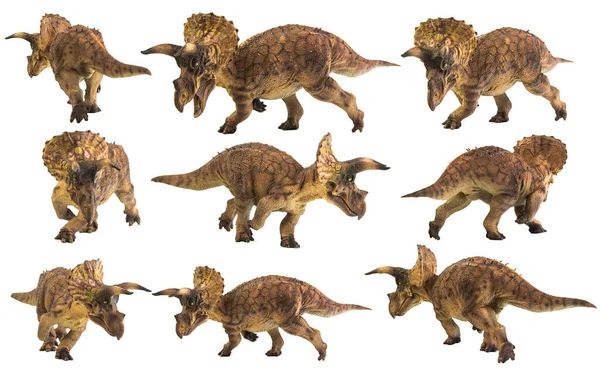 Triceratops Δεινόσαυρος Λευκό Φόντο — Φωτογραφία Αρχείου