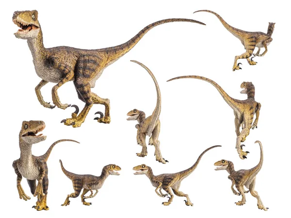 Dinossauro Velociraptor Fundo Branco — Fotografia de Stock