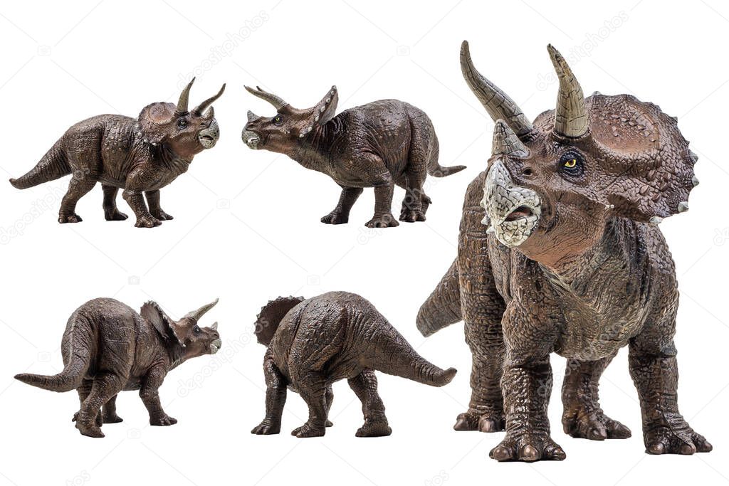 Triceratops  ,dinosaur on white background  .