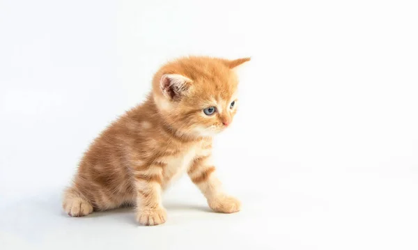 猫赤ちゃんの足袋 子猫かわいい美女 — ストック写真