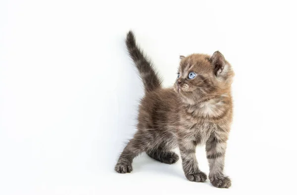 Gato Bebé Tabby Gatito Lindo Beautifu Sobre Fondo Blanco — Foto de Stock