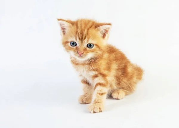 Cat Baby Tabby Kitten Söt Beautifu Vit Bakgrund — Stockfoto