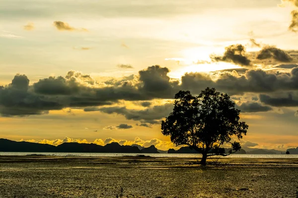 Silhouet Van Een Boom Avond — Stockfoto